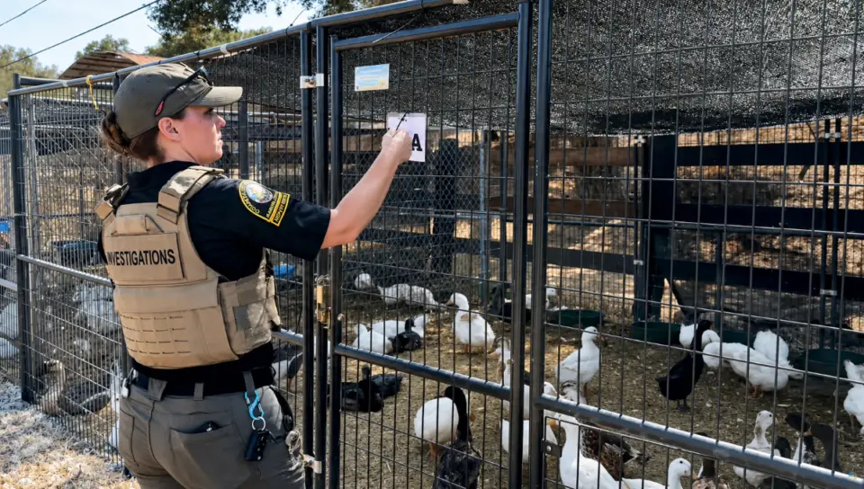 County Animal Services personnel, assisted by partner agencies, rescued and transported more than 800 birds from a Valley Center property on Lilac Vista Drive. Courtesy photo/Animal Services