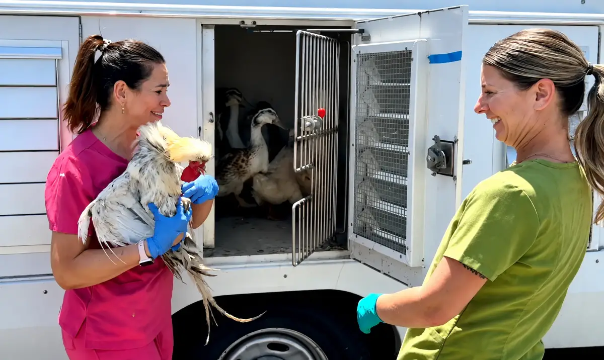 County Animal Services personnel, assisted by partner agencies, rescued and transported more than 800 birds from a Valley Center property on Lilac Vista Drive after they were found living in overcrowded and unsanitary conditions. The animals were taken to county shelters for evaluation and treatment. Courtesy photo/San Diego County Animal Services