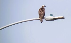 One of the osprey holds a fish, confirming it had found ways to hunt and feed itself.  Courtesy photo/ Nature Collective
