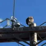 One of the osprey returned to the power pole on Manchester Avenue after SDGE removed the nest. Courtesy photo/Kim Abelman via NextDoor