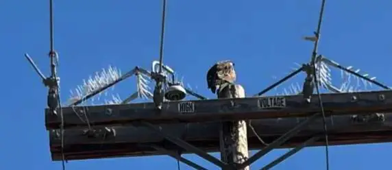 One of the osprey returned to the power pole on Manchester Avenue after SDGE removed the nest. Courtesy photo/Kim Abelman via NextDoor