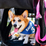Mr. Corgington, who traveled from Palm Springs to compete in the corgi race, rests in the shade on Aug. 2 during the 21st annual Cardiff Dog Days of Summer.