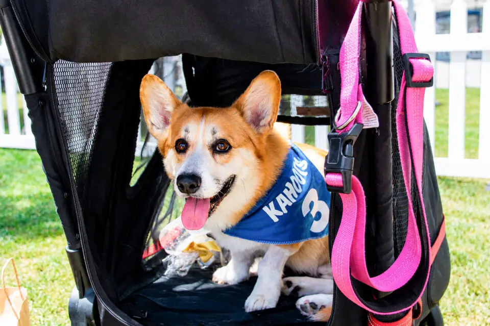 Mr. Corgington, who traveled from Palm Springs to compete in the corgi race, rests in the shade on Aug. 2 during the 21st annual Cardiff Dog Days of Summer.