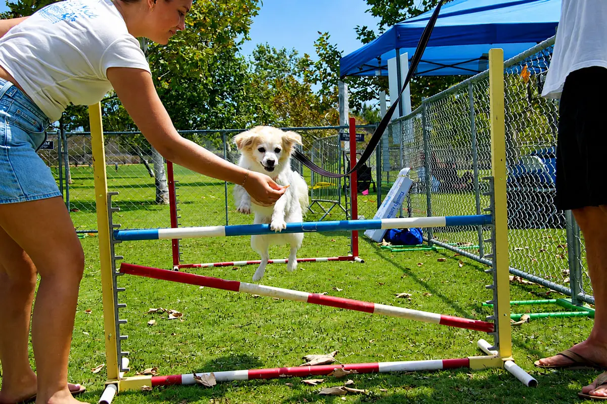 Moo, 7, clears a hurdle with encouragement from owner Michelle Galaway, who uses a treat to guide her through the agility course during the 21st annual Cardiff Dog Days of Summer on Aug. 2 at Encinitas Community Park. Photo by Cameron Adams