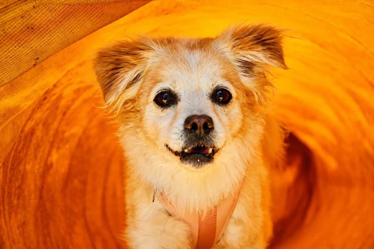 A small white dog emerges from an orange tunnel in the agility course during the 21st annual Cardiff Dog Days of Summer on Aug. 2 at Encinitas Community Park.