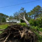 A Torrey pine suddenly toppled onto a resident's Ocean View Avenue home on Aug. 18 in Del Mar. Photo by Sean Wheatley