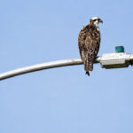 An osprey holds a fish after a successful hunt. Courtesy photo/Nature Collective