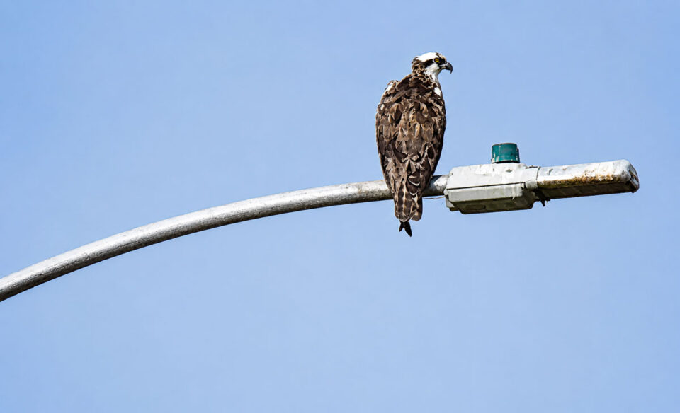 An osprey holds a fish after a successful hunt. Courtesy photo/Nature Collective