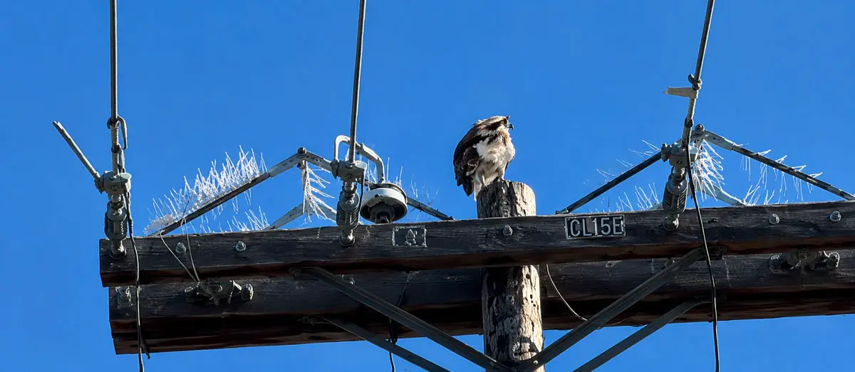 One of the ospreys returns to the power pole on Manchester Avenue after SDG&E removed the nest. Courtesy photo/Kim Abelman via Nextdoor