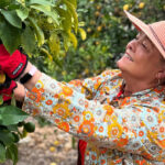 A ProduceGood volunteer picks oranges. ProduceGood is among the founding members of Encinitas Cares, a coalition of local nonprofits working together to address food insecurity and other community needs. Courtesy photo