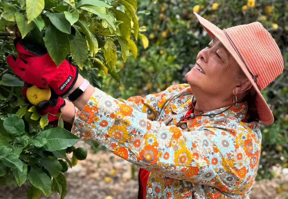 A ProduceGood volunteer picks oranges. ProduceGood is among the founding members of Encinitas Cares, a coalition of local nonprofits working together to address food insecurity and other community needs. Courtesy photo