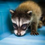 Three orphaned raccoon kits receive specialized care at the San Diego Humane Society's Ramona Wildlife Center. Photo by San Diego Humane Society