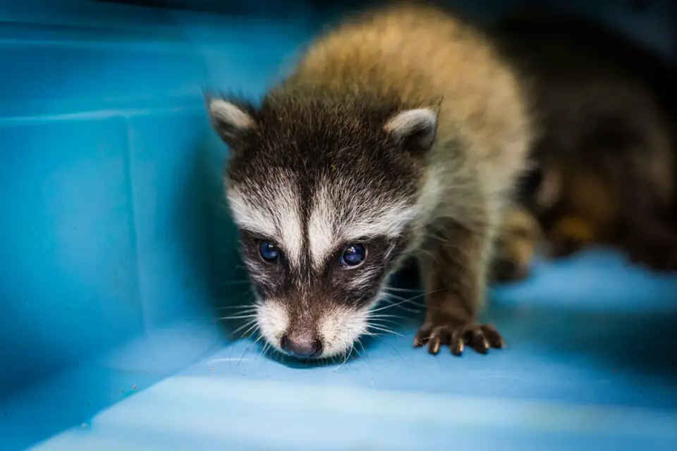 Three orphaned raccoon kits receive specialized care at the San Diego Humane Society's Ramona Wildlife Center. Photo by San Diego Humane Society