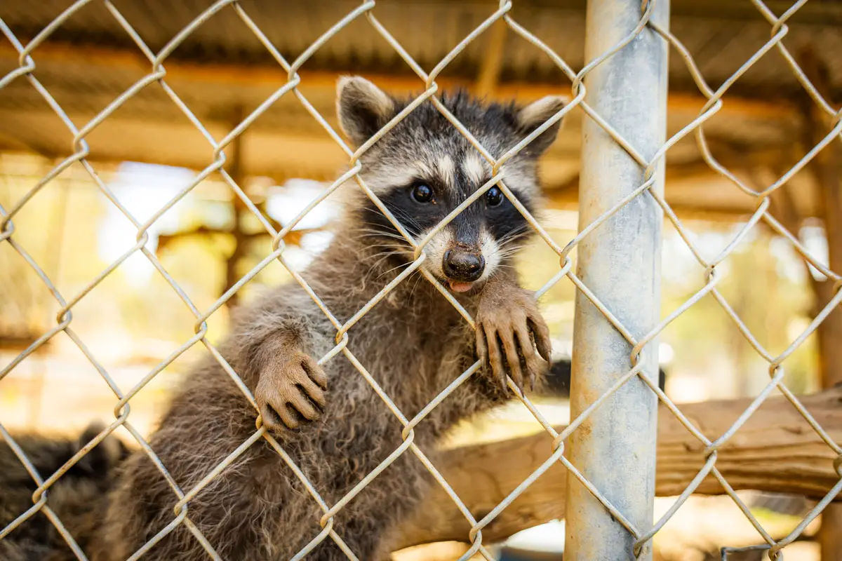 Three orphaned juvenile raccoons explore an outdoor enclosure at the San Diego Humane Society's Ramona Wildlife Center, where they learned survival skills before being released into the wild. Photo by San Diego Humane Society