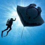 A diver swims alongside a giant manta ray in a scene from “The Last Dive." Courtesy photo