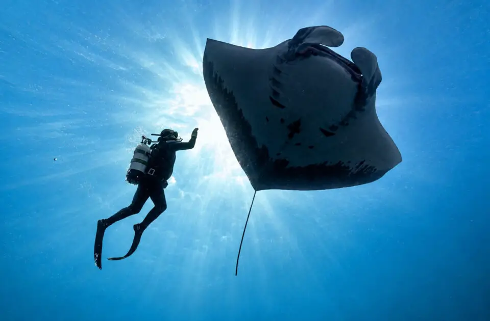 A diver swims alongside a giant manta ray in a scene from “The Last Dive." Courtesy photo