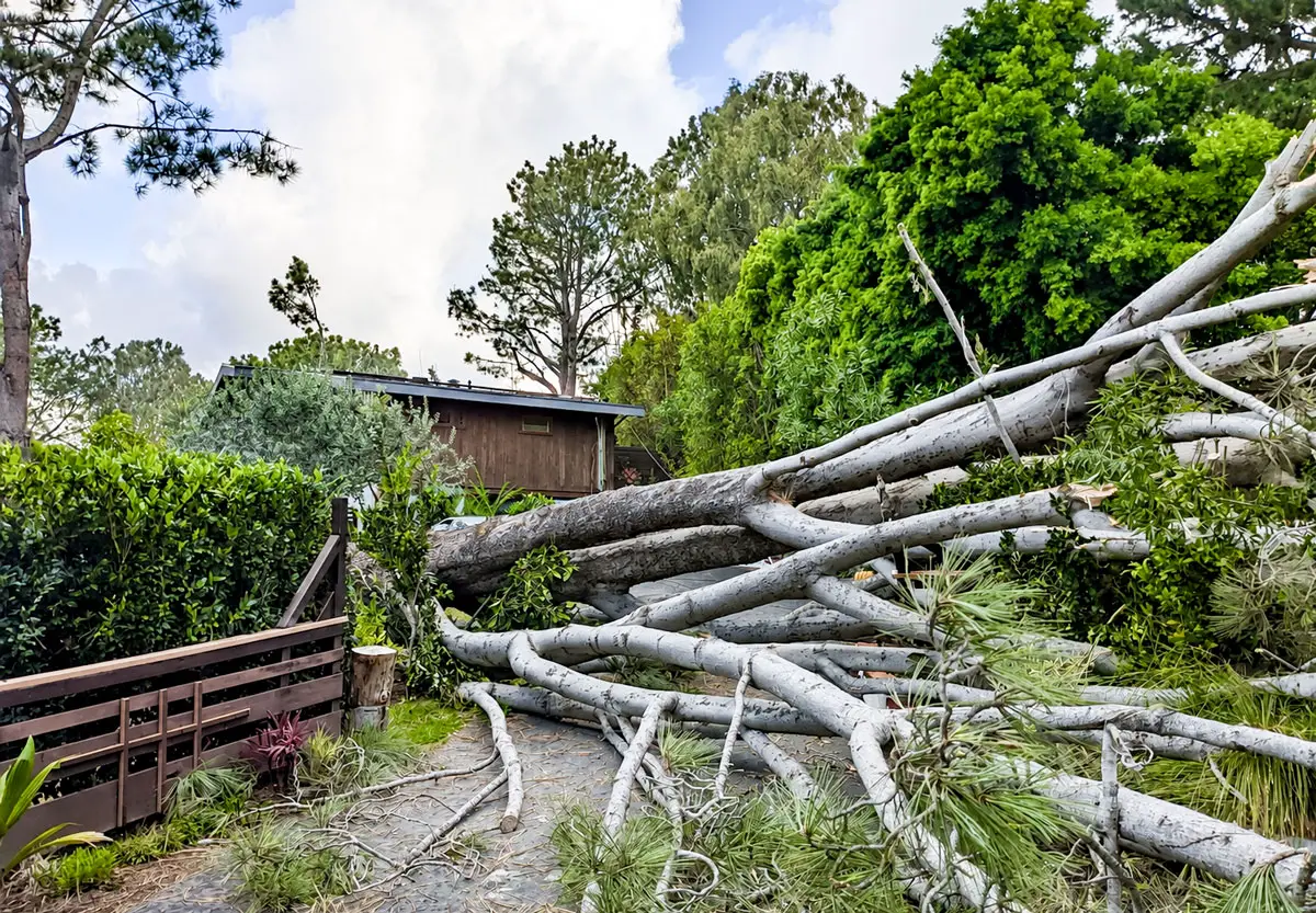 A fallen Torrey pine rests across a home in Del Mar, where residents are urging city officials to address concerns about protected trees toppling without warning. Courtesy photo