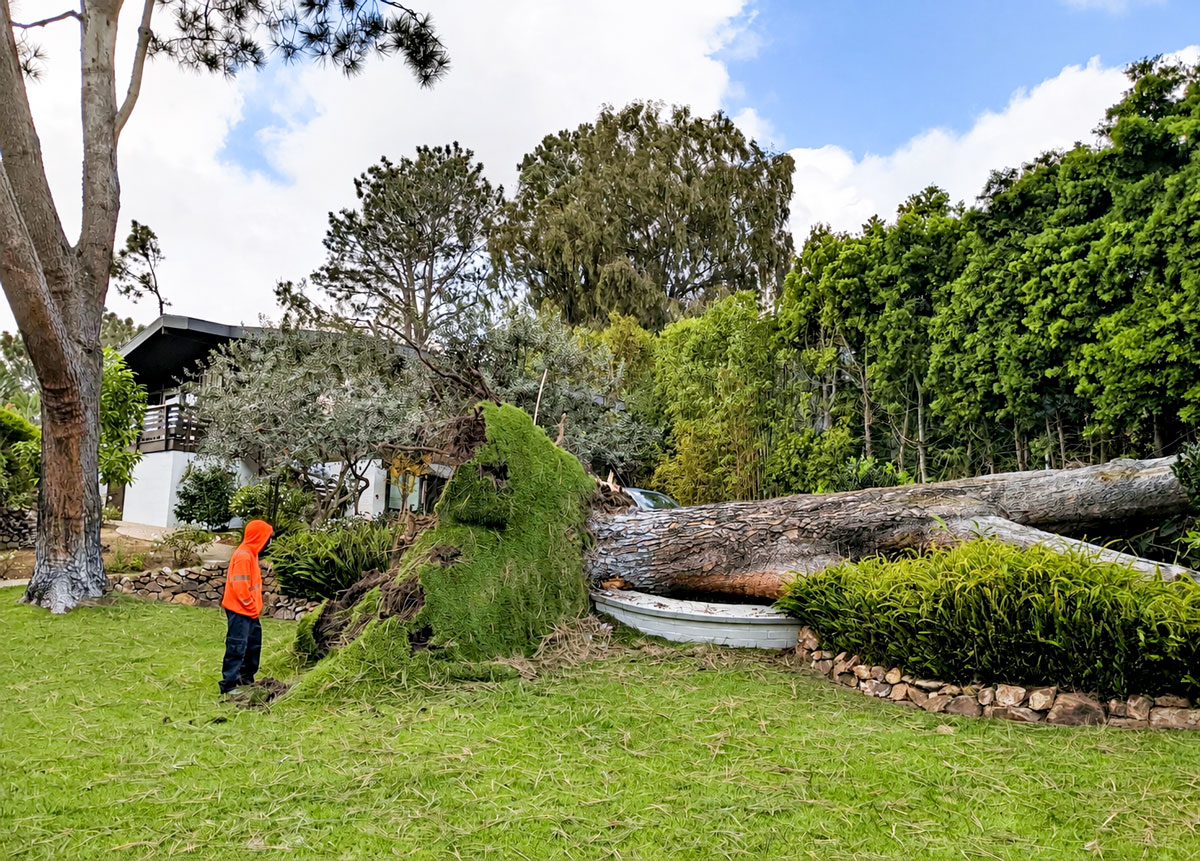 A Torrey pine lies uprooted in a Del Mar yard after its shallow root system pulled free from the soil. Residents have asked the city to examine whether its tree-removal rules adequately address public safety concerns. Courtesy photo