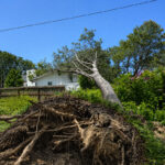 A Torrey pine suddenly toppled onto a resident's Ocean View Avenue home on Aug. 18 in Del Mar. Photo by Sean Wheatley