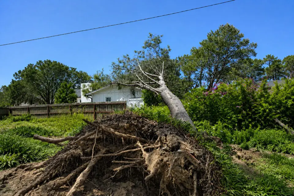A Torrey pine suddenly toppled onto a resident's Ocean View Avenue home on Aug. 18 in Del Mar. Photo by Sean Wheatley