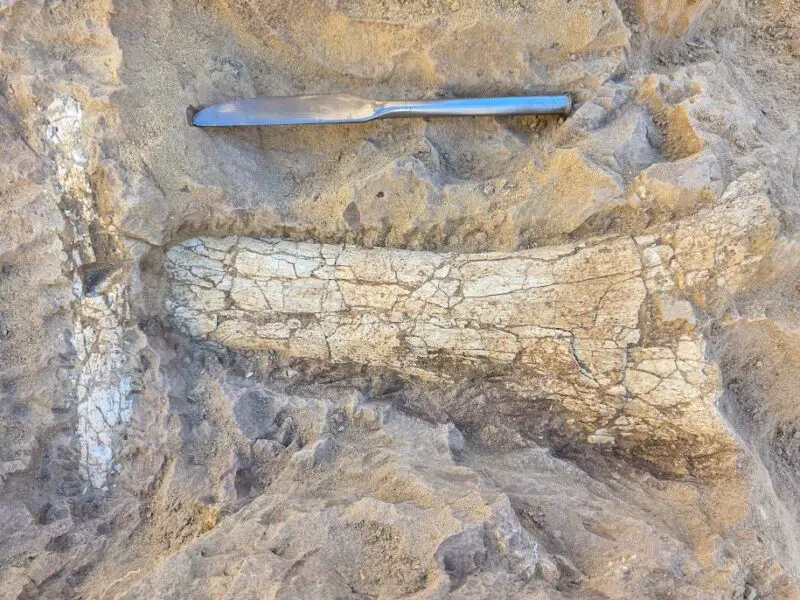 Fossils at the discovery site are shown next to a butter knife for scale. Courtesy photo/City of Oceanside
