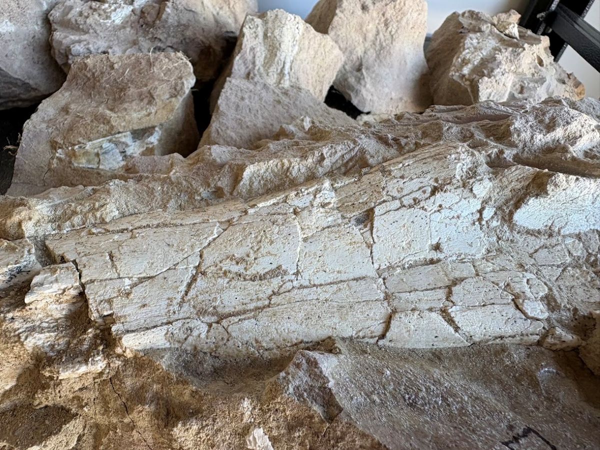 Fossils of a large mammal that roamed the area more than 40 million years ago were found in September during a routine infrastructure project in Oceanside. Courtesy photo/City of Oceanside