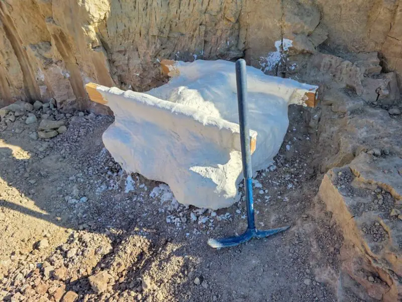 The fossils were enclosed in a plaster jacket for safekeeping during transport to an off-site laboratory. Courtesy photo/City of Oceanside