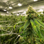 The San Diego County Board of Supervisors voted 3-2 to approve a policy expanding commercial cannabis operations in unincorporated communities. Courtesy photo