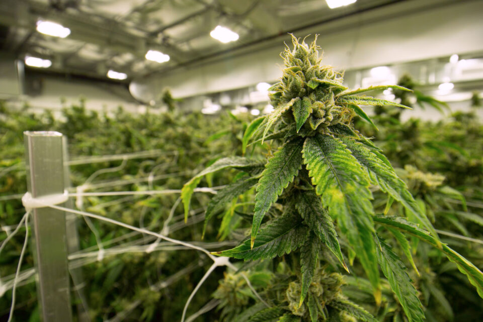 The San Diego County Board of Supervisors voted 3-2 to approve a policy expanding commercial cannabis operations in unincorporated communities. Courtesy photo