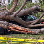 A large tree lies across parked vehicles on private property in Carlsbad after falling Sept. 16. Police and firefighters responded shortly after 6 p.m., according to the Carlsbad Fire Department. Photo by Kori Sexton