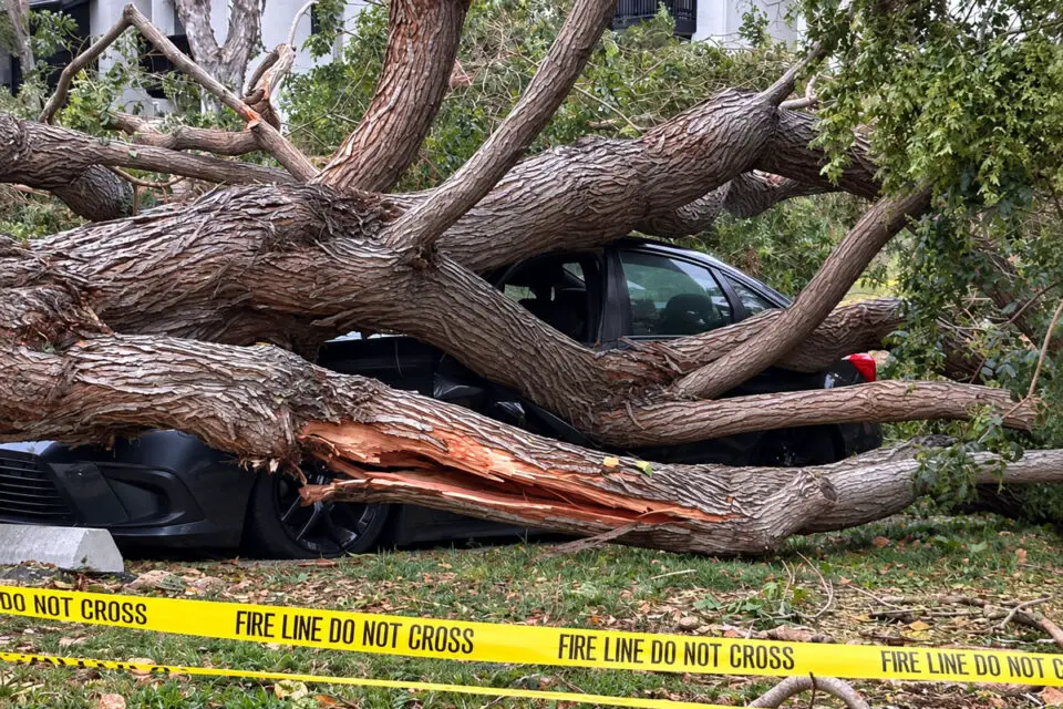 A large tree lies across parked vehicles on private property in Carlsbad after falling Sept. 16. Police and firefighters responded shortly after 6 p.m., according to the Carlsbad Fire Department. Photo by Kori Sexton
