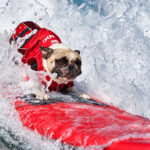 A dog rides through the whitewater during the 21st annual Surf Dog Surf-A-Thon at Del Mar Dog Beach. The contest raised money for the Helen Woodward Animal Center. Courtesy photo/Helen Woodward
