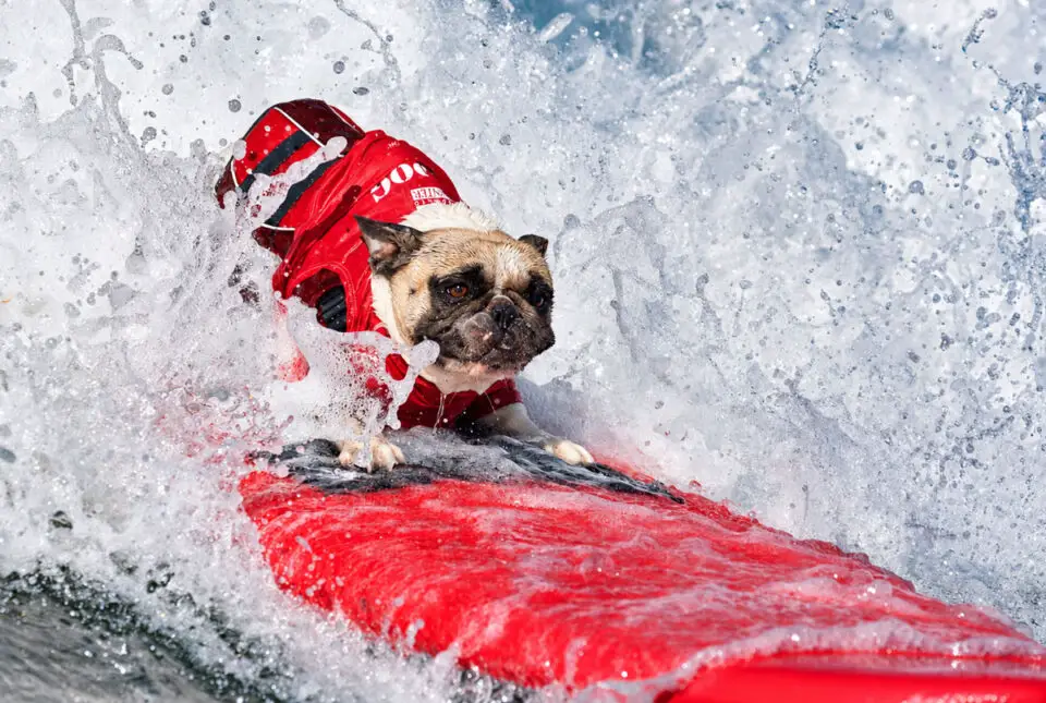 A dog rides through the whitewater during the 21st annual Surf Dog Surf-A-Thon at Del Mar Dog Beach. The contest raised money for the Helen Woodward Animal Center. Courtesy photo/Helen Woodward