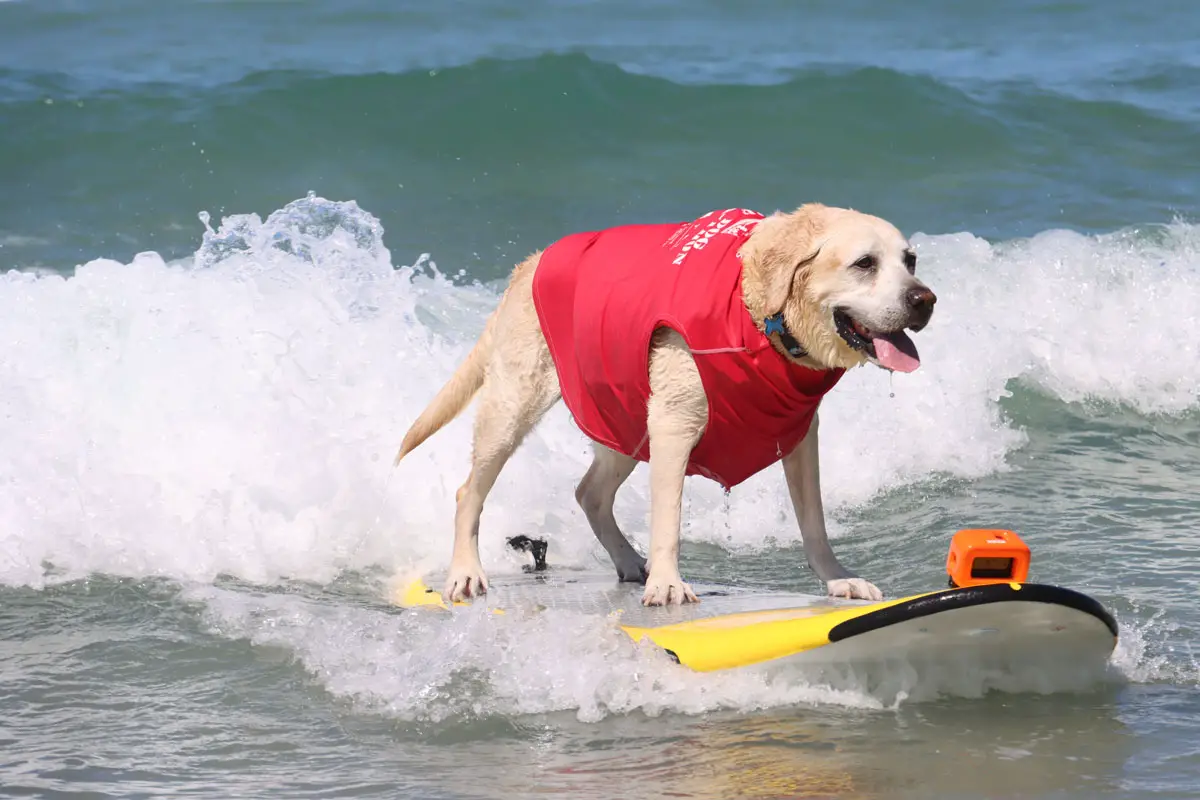 A furry four-legged surfer takes on the waves at Del Mar Dog Beach during the Surf Dog Surf-A-Thon, an annual contest benefiting the Helen Woodward Animal Center. Courtesy photo/Helen Woodward