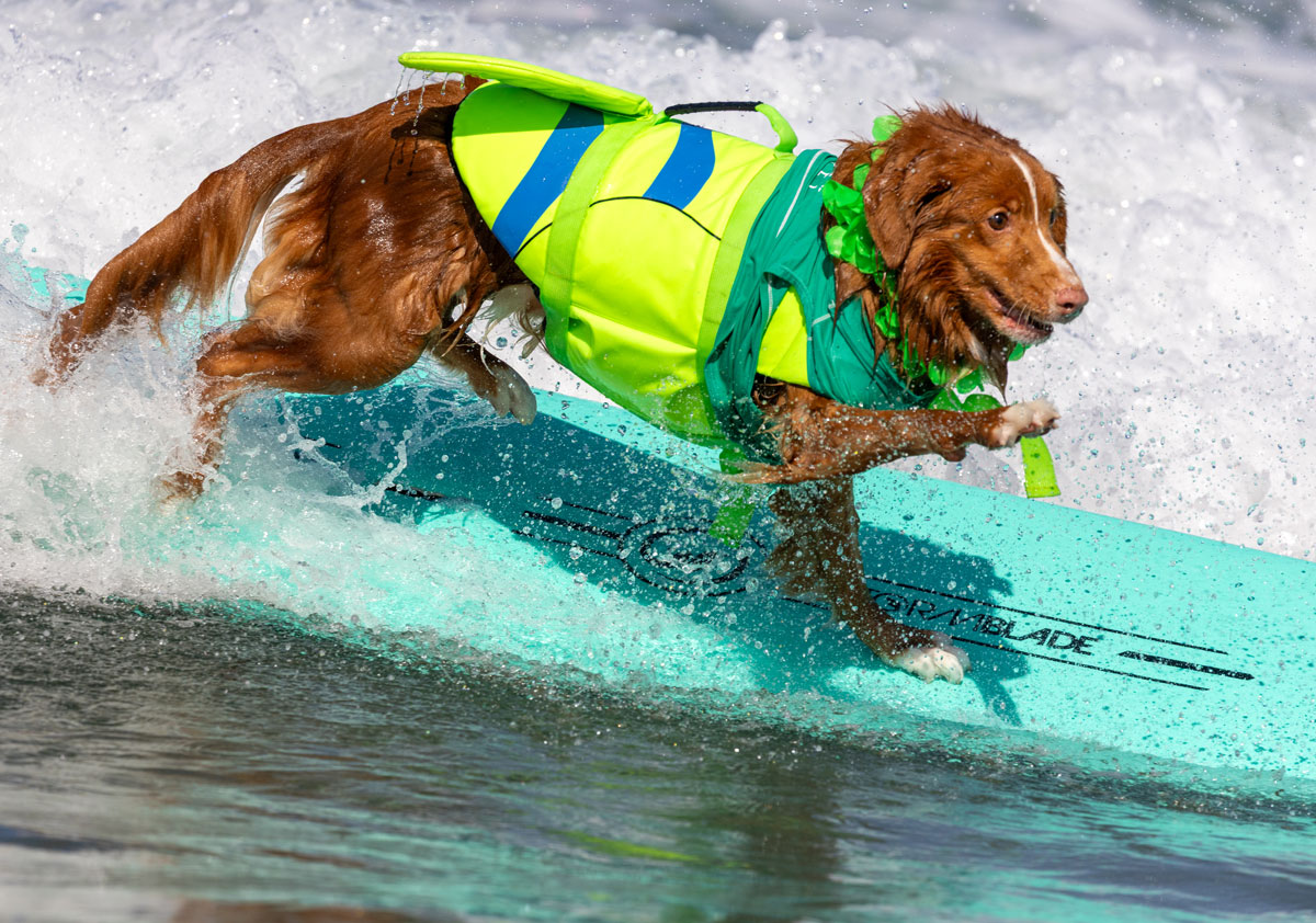 A canine competitor catches a wave during the Surf Dog Surf-A-Thon at Del Mar Dog Beach. The annual fundraiser combined surfing competition with support for the Helen Woodward Animal Center.