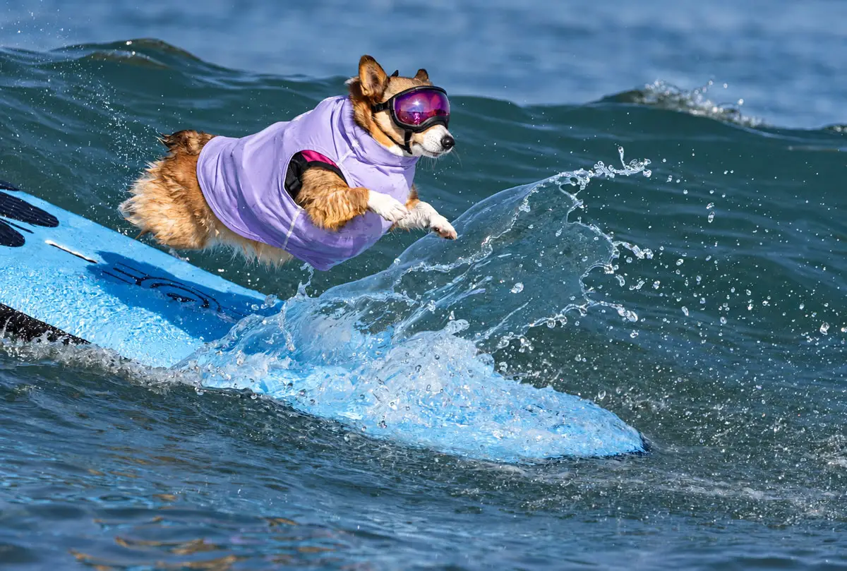 A surfing dog wearing protective goggles and a flotation vest heads toward shore during the Helen Woodward Animal Center’s 21st annual Surf Dog Surf-A-Thon at Del Mar Dog Beach. Courtesy photo/Helen Woodward