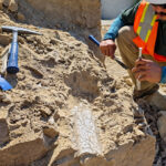 Crews excavate fossils discovered at a construction site in Oceanside. Courtesy photo/City of Oceanside