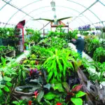 The greenhouse at Green Thumb Nursery in San Marcos, with more than 4 acres to satisfy new or longtime gardeners. Courtesy photo