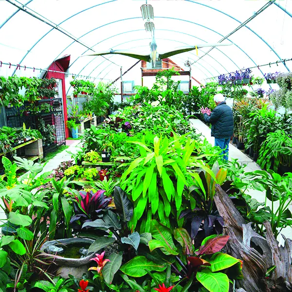 The greenhouse at Green Thumb Nursery in San Marcos, with more than 4 acres to satisfy new or longtime gardeners. Courtesy photo