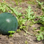 A Sugar Baby watermelon. Courtesy photo/San Diego Seed Company