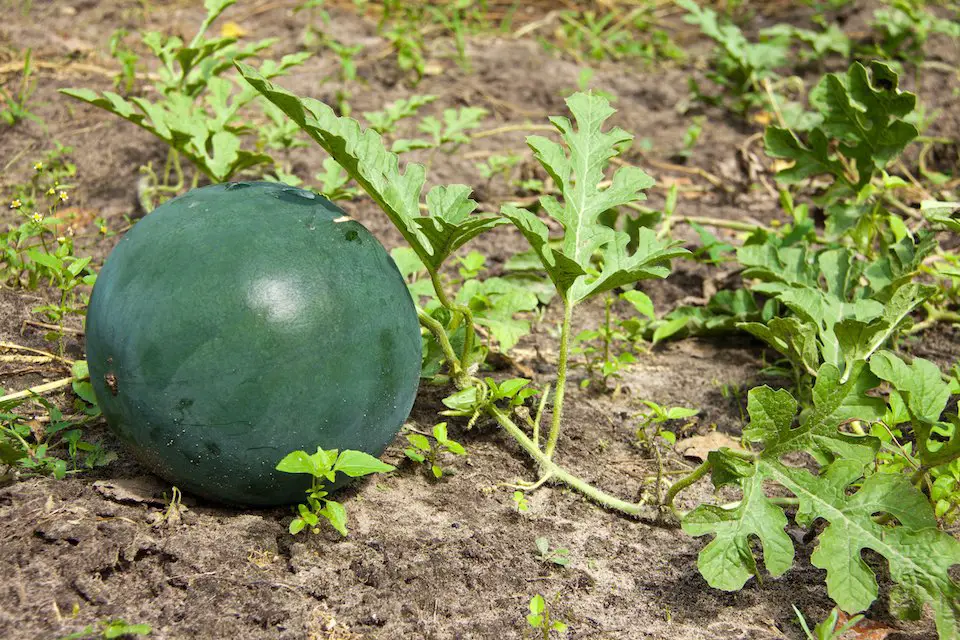 A Sugar Baby watermelon. Courtesy photo/San Diego Seed Company