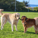 Dogs are allowed off leash at the Shores Park sports field in Del Mar during the early morning and certain afternoons. Photo by Leo Place
