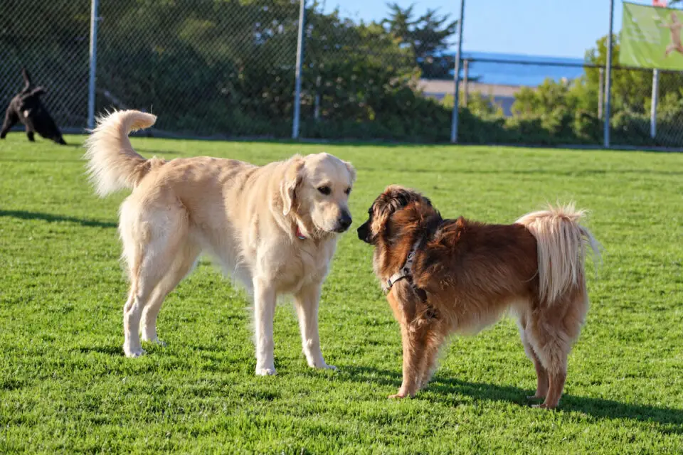 Dogs are allowed off leash at the Shores Park sports field in Del Mar during the early morning and certain afternoons. Photo by Leo Place