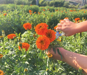 Among the new offerings this fall at Mellano Farm Stand in Oceanside is a U-pick marigold field. Courtesy photo