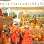 Mellano Farm Stand in Oceanside is holding its Harvest Festival every weekend through Nov. 1, featuring a corn maze, U-pick marigolds and, of course, pumpkins. Courtesy photo