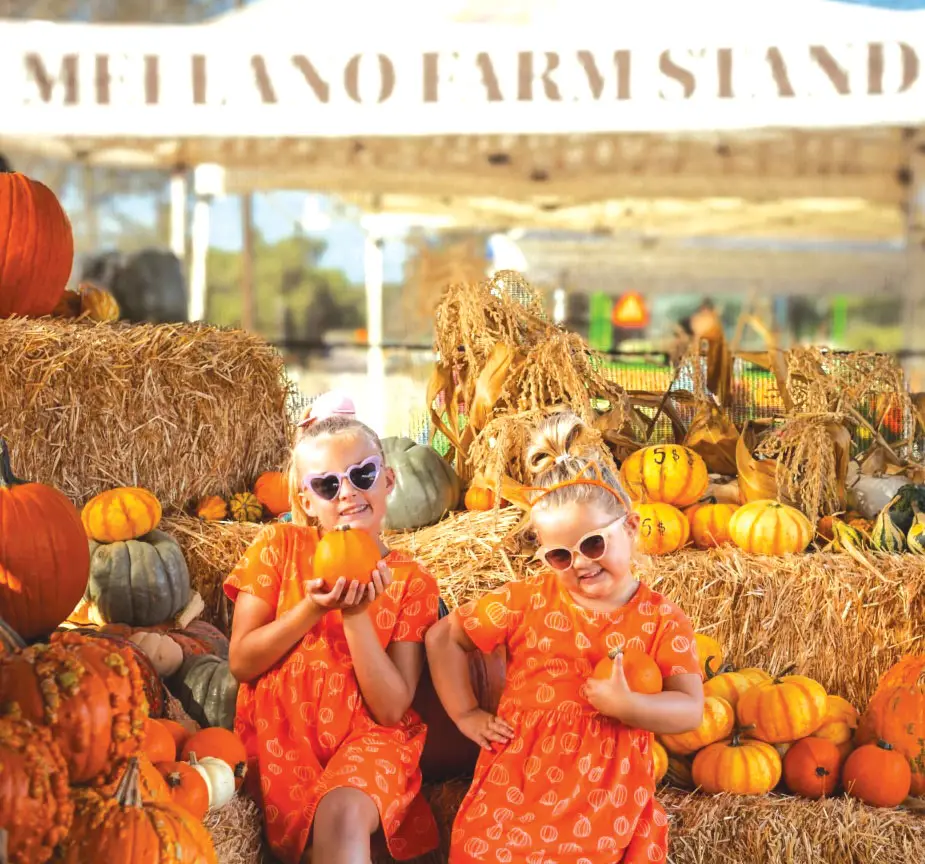 Mellano Farm Stand in Oceanside is holding its Harvest Festival every weekend through Nov. 1, featuring a corn maze, U-pick marigolds and, of course, pumpkins. Courtesy photo