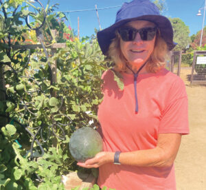 Mary Charboneau displays a Sugar Baby watermelon grown at the Carlsbad Senior Garden during this summer's heat wave. Photo by Jano Nightingale