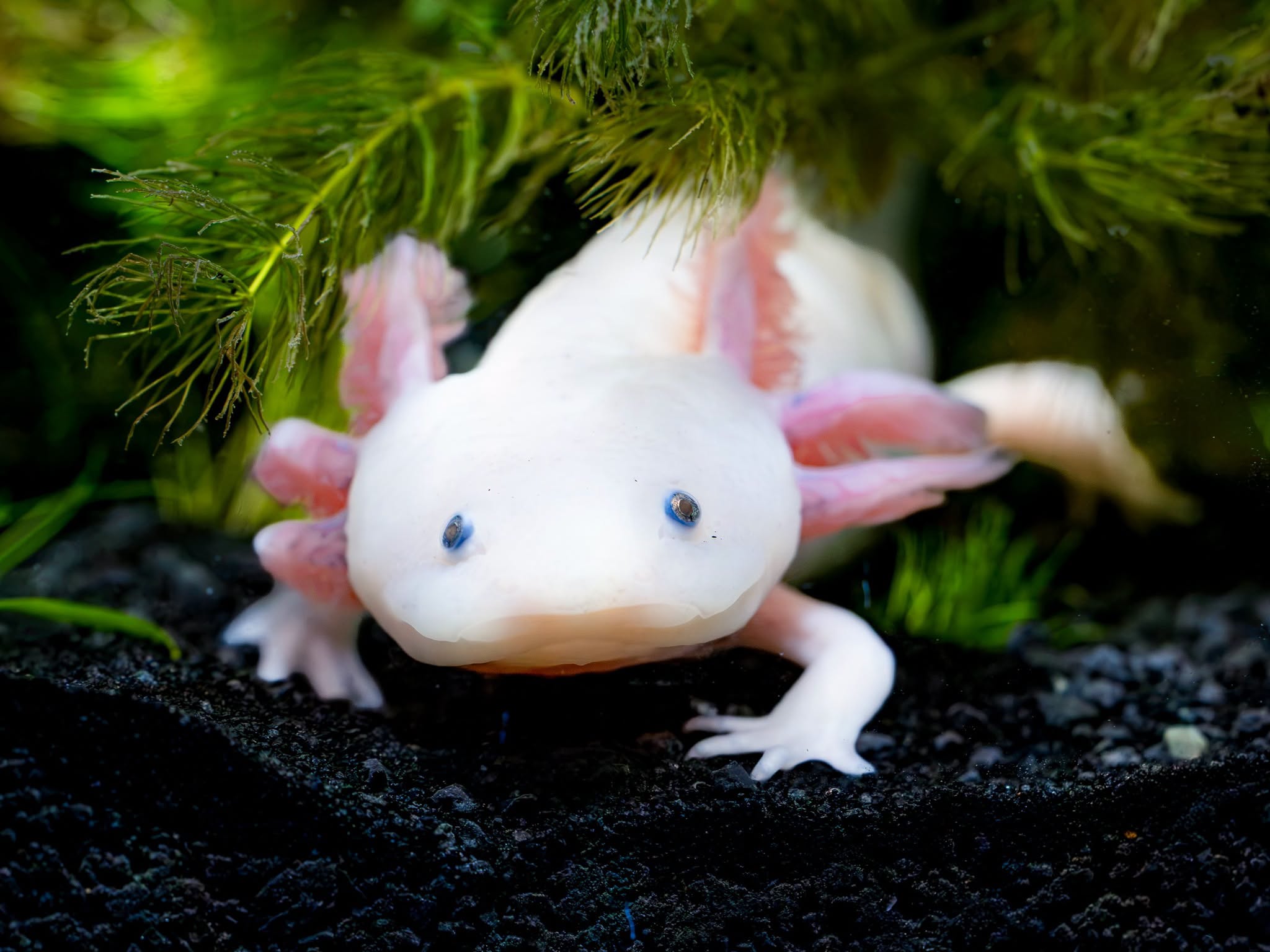 An axolotl at Birch Aquarium, where a new exhibit explores the endangered Mexican salamander through art, conservation science and animal encounters. Courtesy photo/Birch