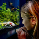 An axolotl at Birch Aquarium, where a new exhibit explores the endangered Mexican salamander through art, conservation science and animal encounters. Courtesy photo/Birch Aquarium