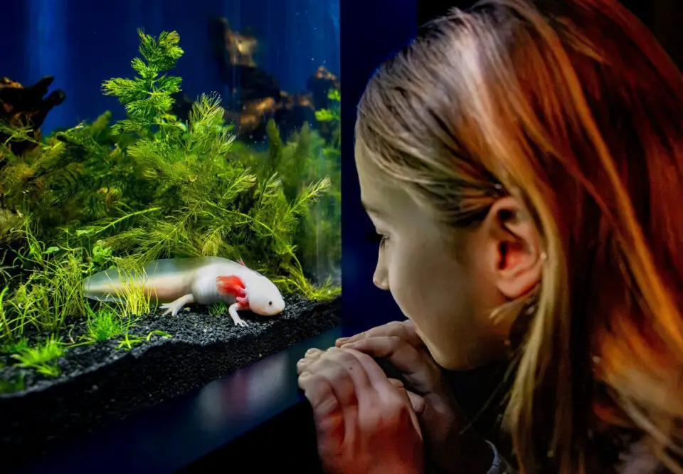 An axolotl at Birch Aquarium, where a new exhibit explores the endangered Mexican salamander through art, conservation science and animal encounters. Courtesy photo/Birch Aquarium